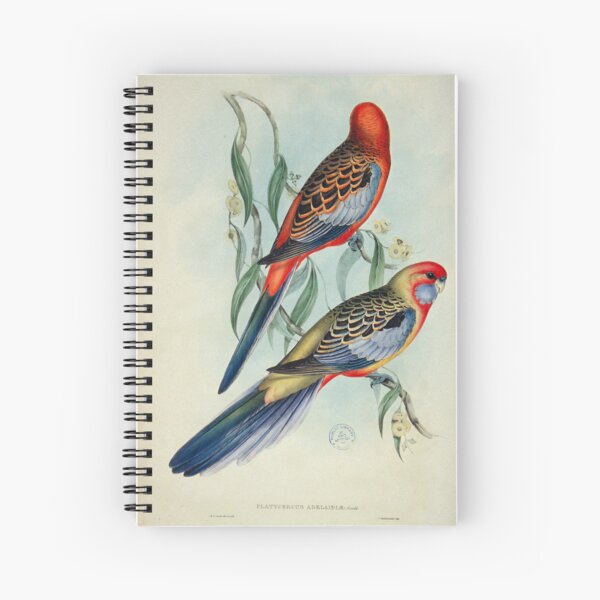 Item preview, Adelaide Rosella illustration designed and sold by State Library of South Australia.