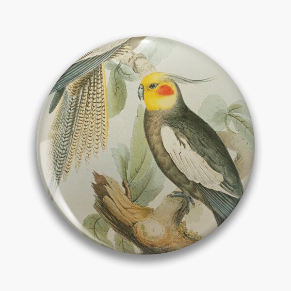 Item preview, Red cheeked parrakeet illustration designed and sold by State Library of South Australia.