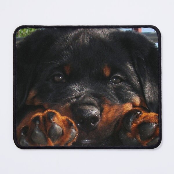 Item preview, Cute Rottweiler Puppy Resting Head Between Paws designed and sold by taiche.