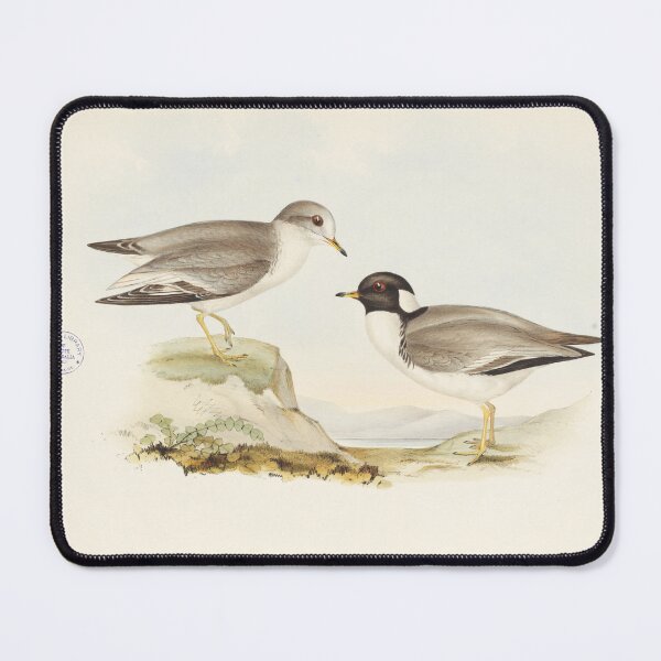 Item preview, Hooded Plover illustration designed and sold by State Library of South Australia.
