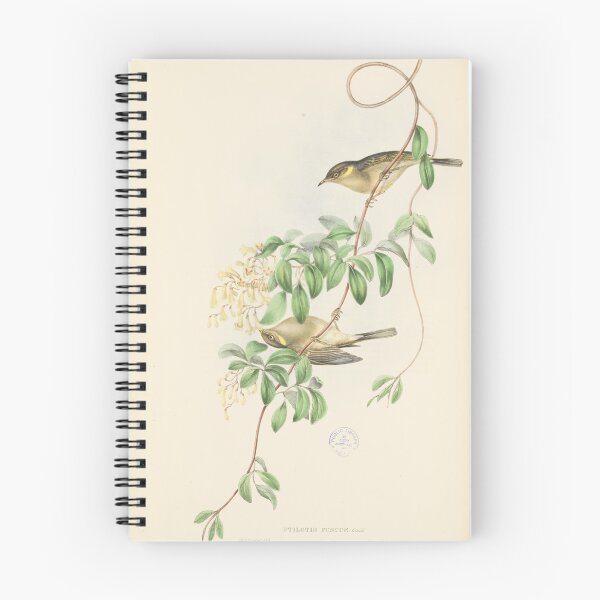 Item preview, Fuscous honeyeater illustration designed and sold by State Library of South Australia.