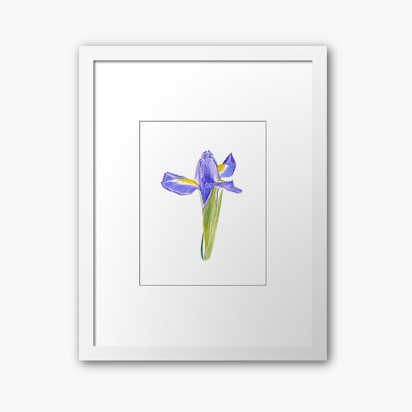 Portrait of an Iris - Original botanical watercolour by Francesca Whetnall Framed Art Print