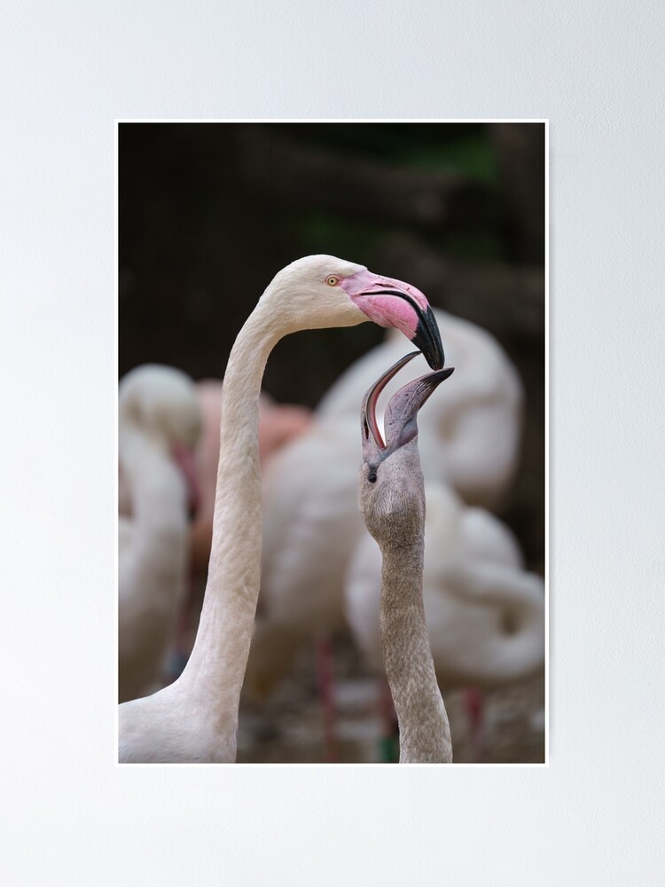Mom and Baby Flamingos - Tropical Nursery Print