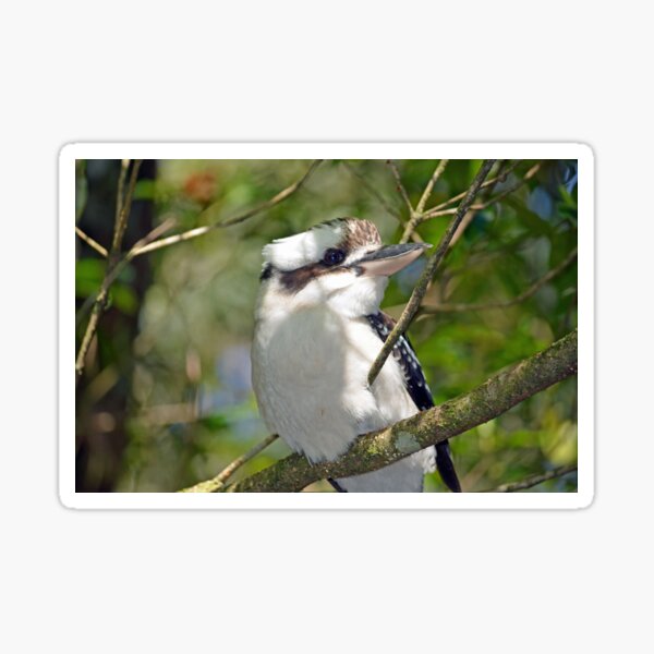 Kookaburra" Sticker for Sale by GeoPipics Redbubble