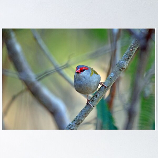 Item preview, © Red-browed finch designed and sold by GeoPipics.
