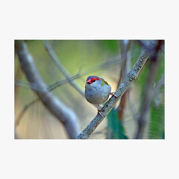 Item preview, © Red-browed finch designed and sold by GeoPipics.