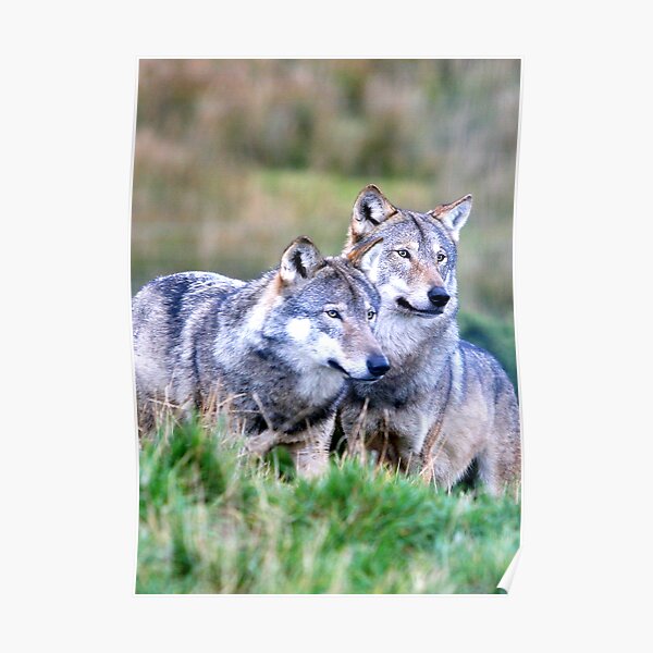 Wolves Poster