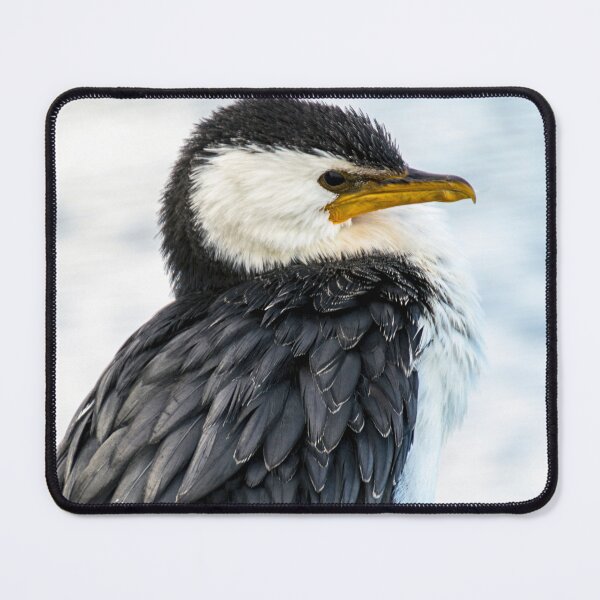 Item preview, Little pied cormorant 2a designed and sold by Rainphotography.