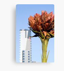 Gymea Flower Canvas Print