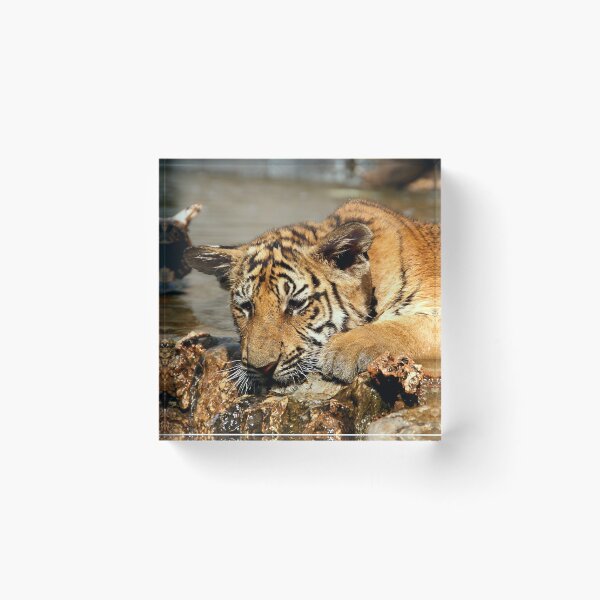 Item preview, Bengal Tiger Cub Playing designed and sold by Carole-Anne.