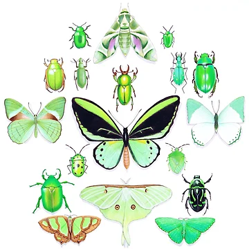 Artwork thumbnail, Green Insect Collection by Vicky Pratt