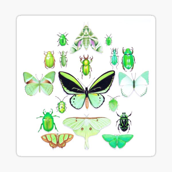 Green Insect Collection Sticker