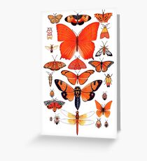 Orange Insect Collection Greeting Card