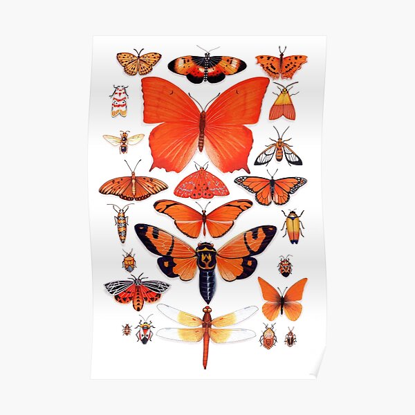 Orange Insect Collection Poster