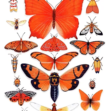 Artwork thumbnail, Orange Insect Collection by Vicky Pratt