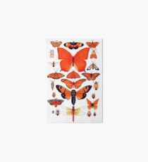 Orange Insect Collection Art Board