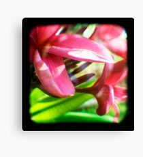 Frangipani Delight TtV Canvas Print