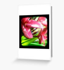 Frangipani Delight TtV Greeting Card