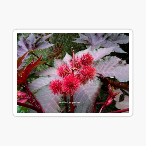 Bayas de ricino 1 - Castor berries 1 Pegatina