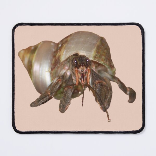 Item preview, Hermit Crab designed and sold by RainbowSpinkle.