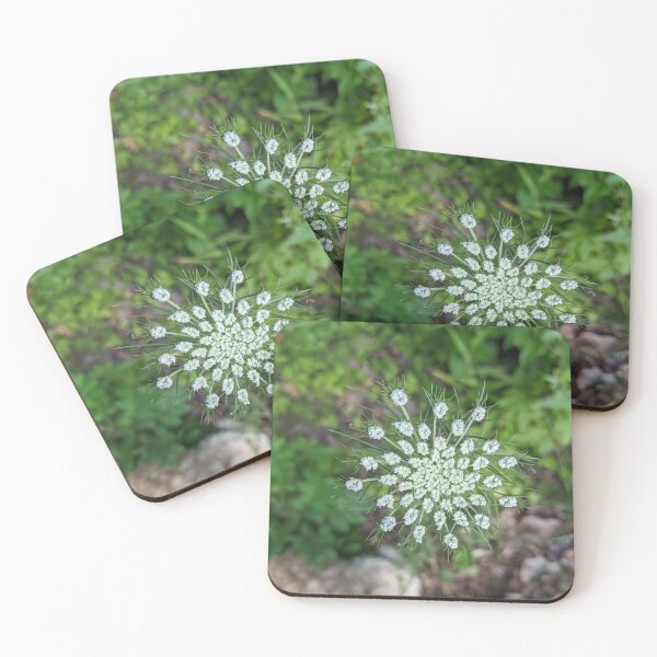 Item preview, Queen Anne's Lace designed and sold by TheRealDanniX.