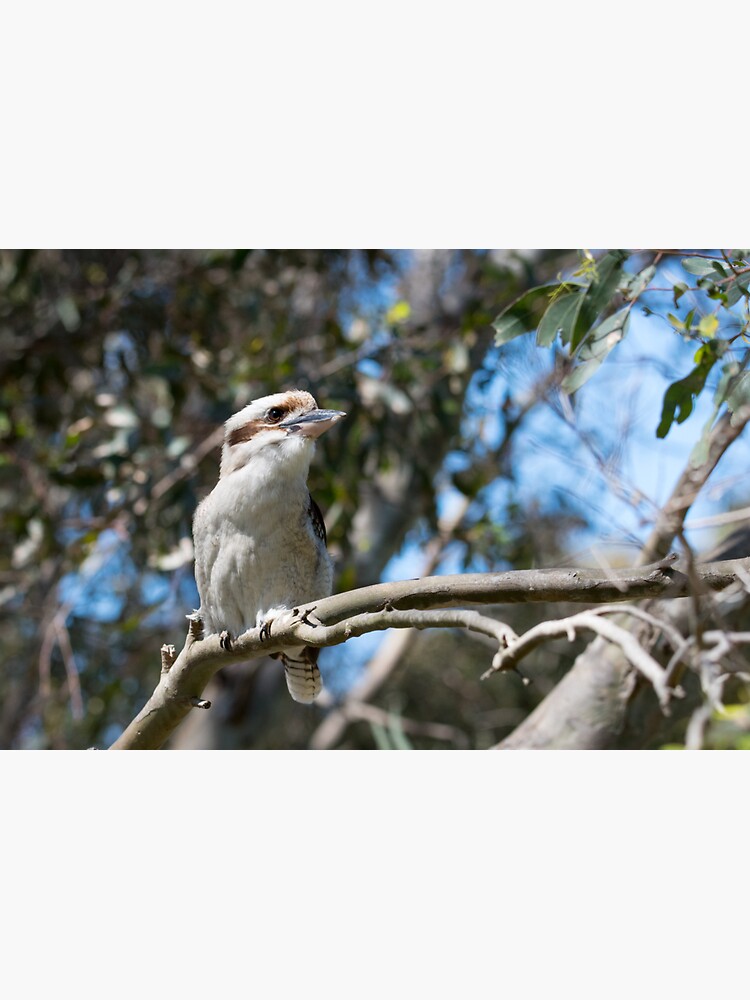 "Kookaburra..." Sticker for Sale by ShaeNechwatal Redbubble
