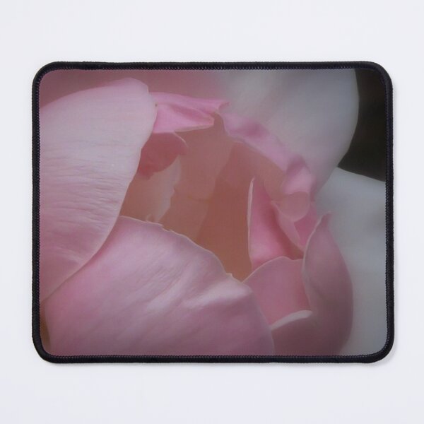 Item preview, Photo of Pink Rose designed and sold by BrashleyPhotos.