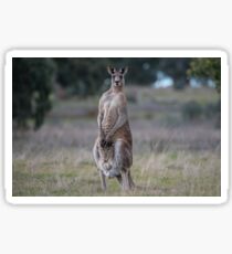 Kangaroo... Sticker