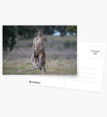Kangaroo... Postcards