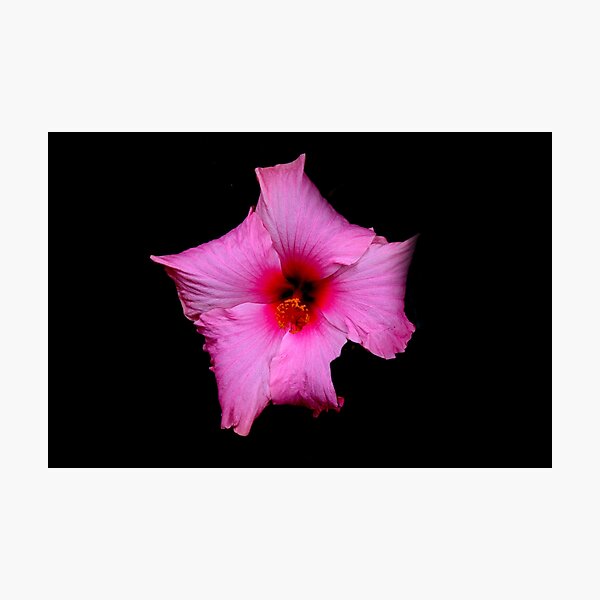 Item preview, Blossoming pink flower designed and sold by PixelPoppies.