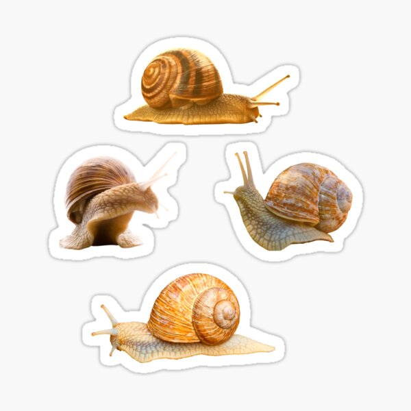 Snails Cute Snail Stickers Snails Cute Snail Stuff Sticker For Sale By Egoago Redbubble 3972