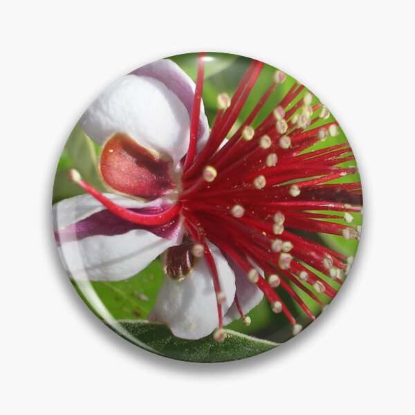 Item preview, Feijoa Flower designed and sold by lezvee.
