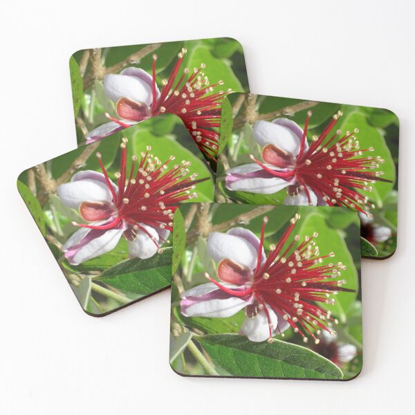 Item preview, Feijoa Flower designed and sold by lezvee.