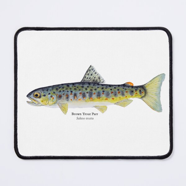 Item preview, Brown Trout Parr Painting designed and sold by Stephen Emms.