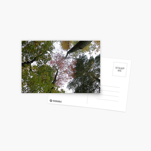 Nature's Art Postcard