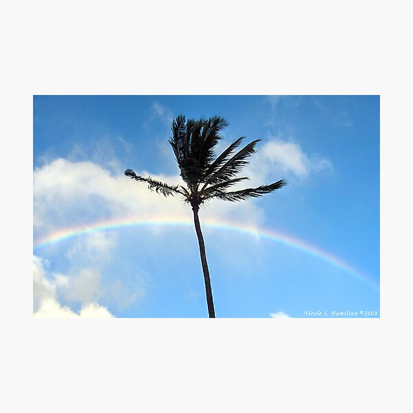 Palm Tree in the Sky Photographic Print