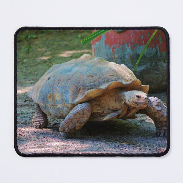 Item preview, Giant Tortoise designed and sold by Cynthia48.