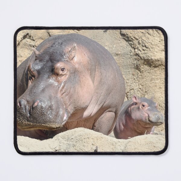 Item preview, Hippos Bibi and Fritz at the Cincinnati Zoo designed and sold by Zoo and Nature Photography by Karie.