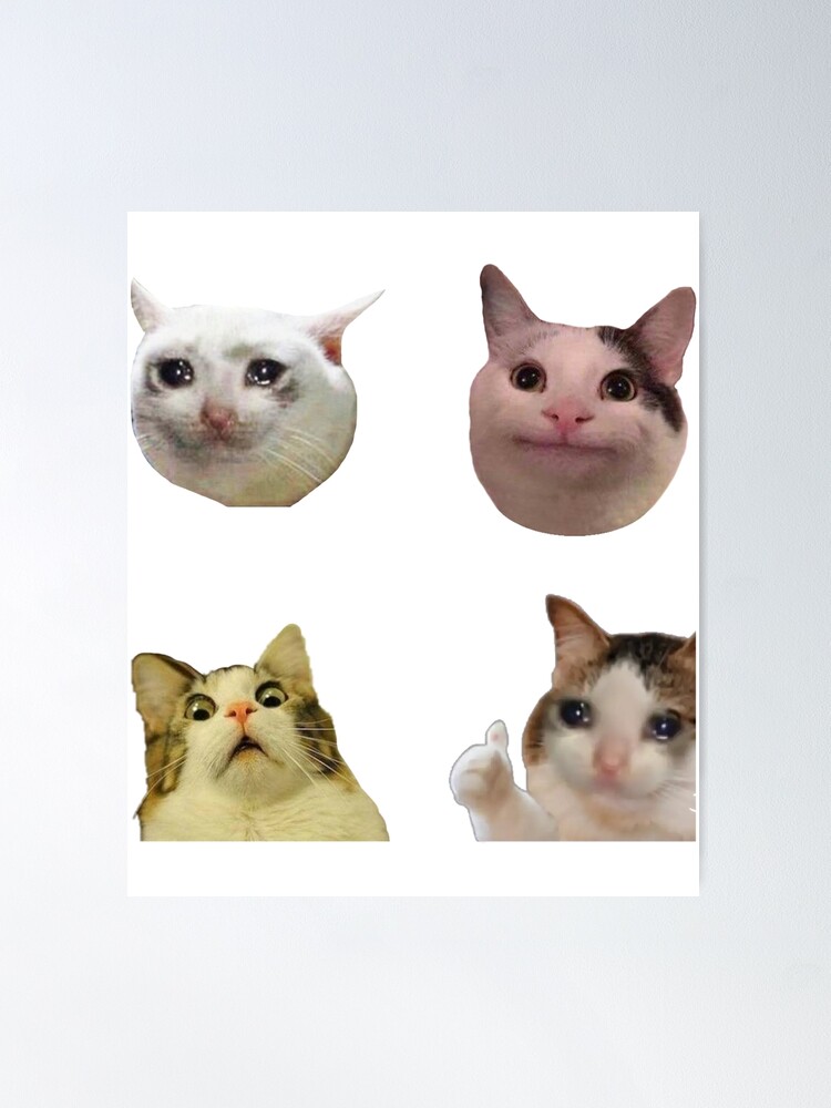 cat shitpost meme, funny memes - Cat Shitpost Memes - Magnet