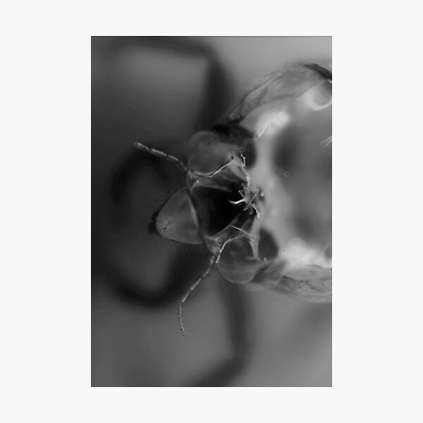 ghost in a shelllll Photographic Print