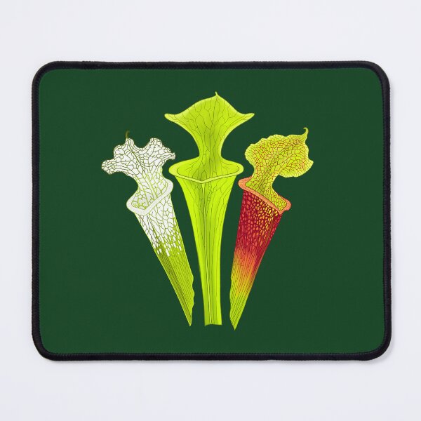 Item preview, Three Sarracenia Trumpet Pitchers on Dark Green designed and sold by NepenthesArt.