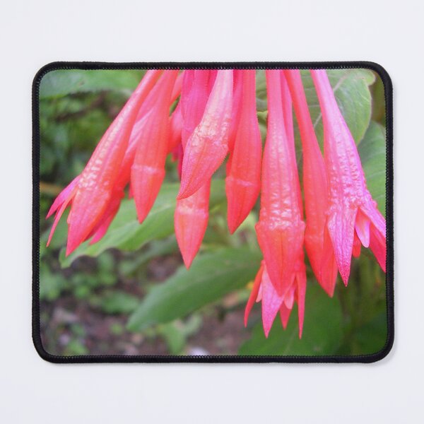Item preview, Fuchsia Koralle designed and sold by lezvee.
