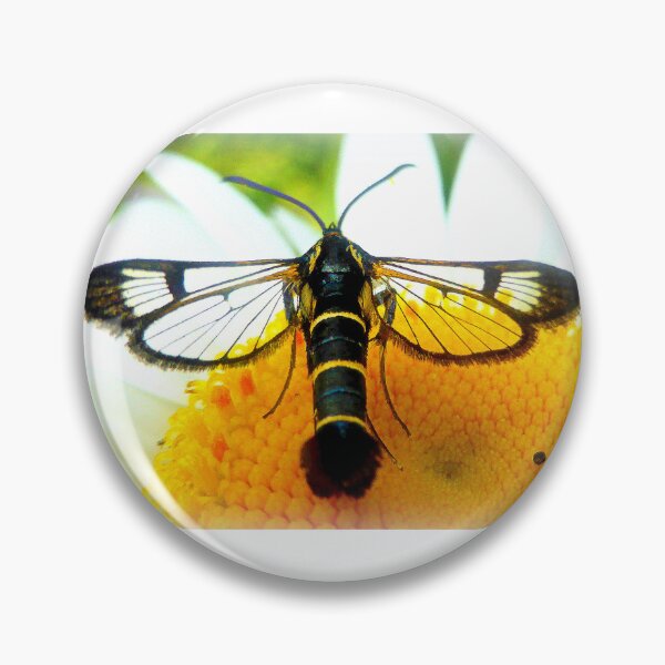 Item preview, Synanthedon cephiformis (Tannenglasflügler) designed and sold by angel1.