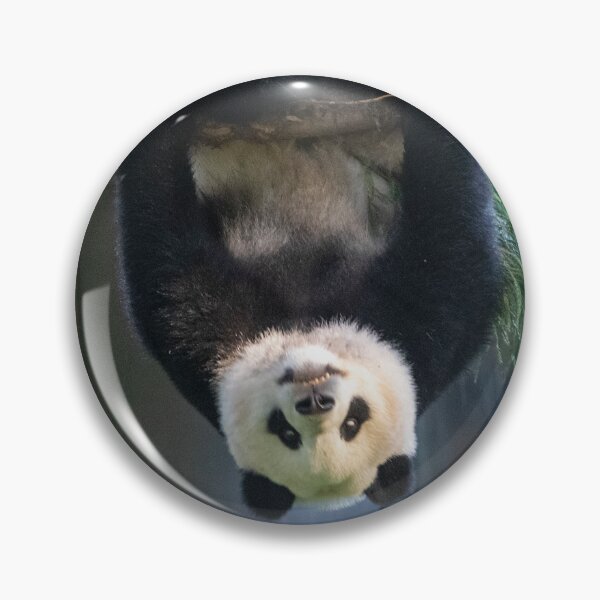 Item preview, Goofball Giant Panda Xiao Qi Ji at the National Zoo designed and sold by Zoo and Nature Photography by Karie.