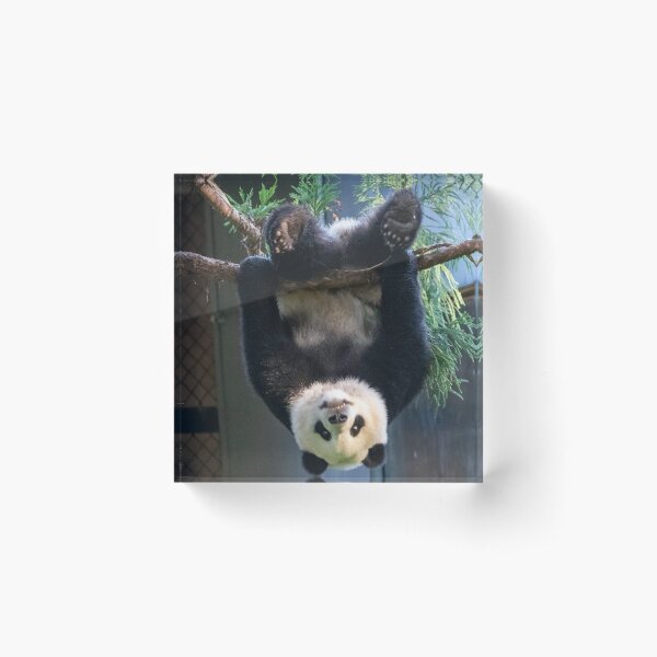 Goofball Giant Panda Xiao Qi Ji at the National Zoo Acrylic Block