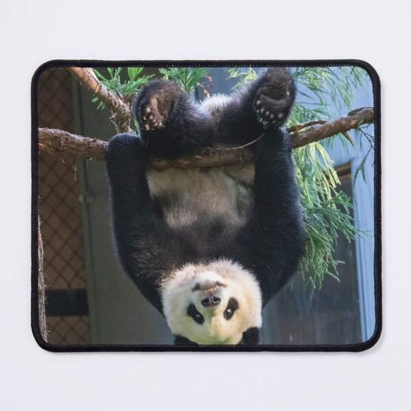 Item preview, Goofball Giant Panda Xiao Qi Ji at the National Zoo designed and sold by Zoo and Nature Photography by Karie.
