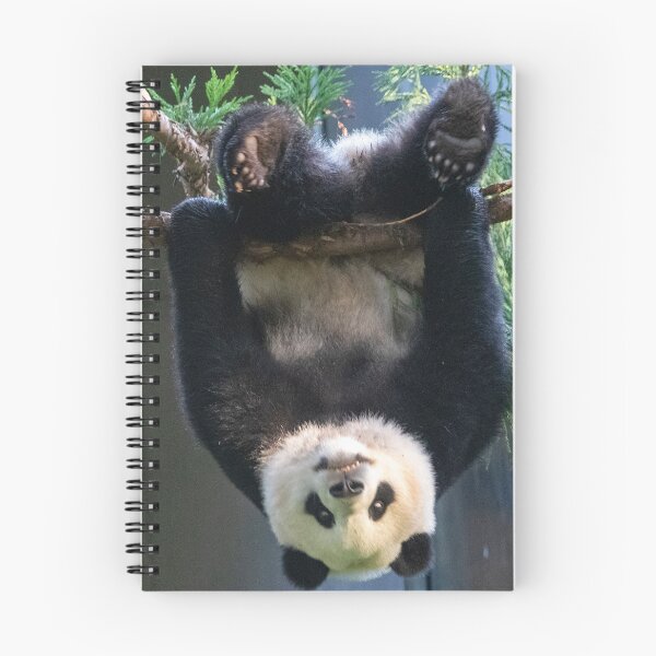 Item preview, Goofball Giant Panda Xiao Qi Ji at the National Zoo designed and sold by Zoo and Nature Photography by Karie.