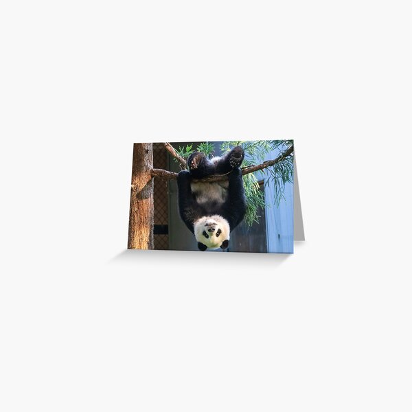 Item preview, Goofball Giant Panda Xiao Qi Ji at the National Zoo designed and sold by Zoo and Nature Photography by Karie.