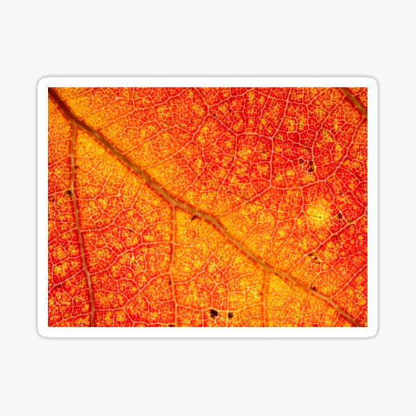 Autumn Blaze Sticker