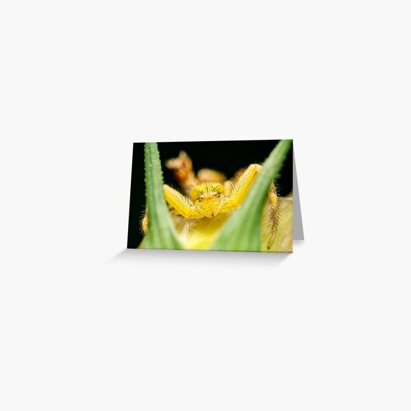 A Crabby Spider Greeting Card